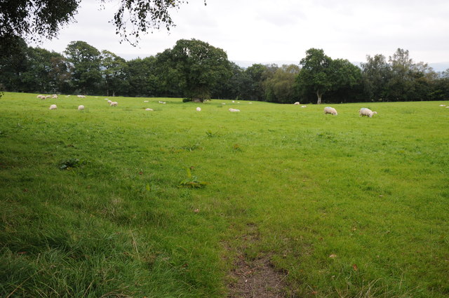 Sheep grazing in a field © Philip Halling cc-by-sa/2.0 :: Geograph ...