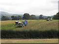 Maize harvest (2)