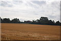 Farmland south of Canewdon Rd