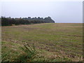 Looking towards Wringate Wood near North Creake