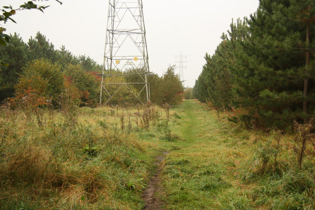 Babworth Woods