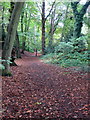 Path through the trees by Plantation Lane