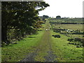 Bridleway towards Temple Thornton