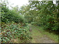 Bridleway into Fitzhall Heath