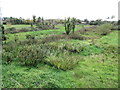 Wetland below the A2 at Lisnacree