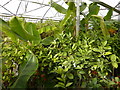 SW7012 : Banana and Citrus Plants, Cross Common Nursery by Ivan Hall