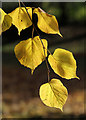 Lime tree leaves by the River Teviot