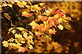 Autumn leaves in Wilton Lodge Park, Hawick