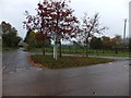 Autumn leaves at Stenhill