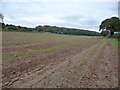 Field edge footpath