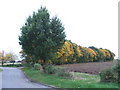 Autumn colours near Toddington