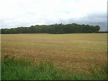 SU5952 : View across Boddins Field - 31.5 acres by Mr Ignavy