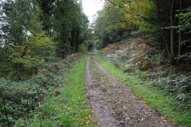 Track through Wentwood