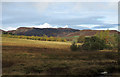 Plantation near Braes of Foss