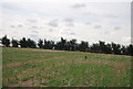 Farmland, Beacon Hill