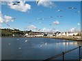 J5252 : Gulls at Killyleagh Harbour by Eric Jones