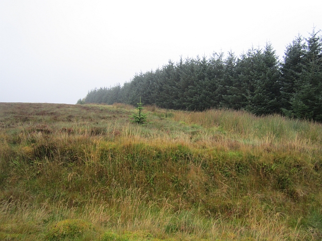 An unplanted bog © Richard Webb cc-by-sa/2.0 :: Geograph Ireland