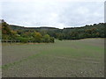 Woodland on the slopes of the Harting Downs