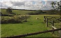 Sheep near North Broadley