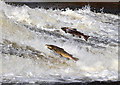 NT4427 : Salmon at Murray's Cauld, Philiphaugh by Walter Baxter