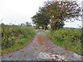 H8124 : Leafy lane, Corrintra by Kenneth  Allen