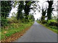 H8024 : Road at Carrickaslane by Kenneth  Allen
