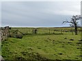 NZ6309 : Sheepfold and molehills, Kildale Moor by Christine Johnstone