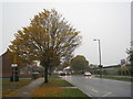 Chelmsford Avenue on a grey day