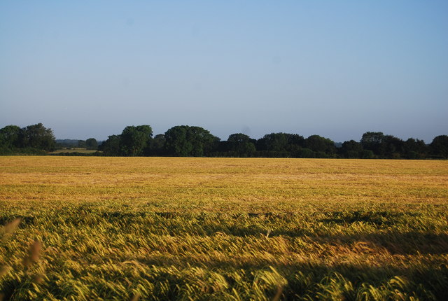 Ripening wheat in early morning sunshine