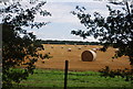 A crop of hay