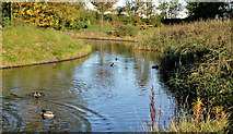 J3675 : Lake, Victoria Park, Belfast (1) by Albert Bridge