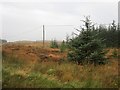 H1788 : Spruce plantation, Lismulladuff by Richard Webb