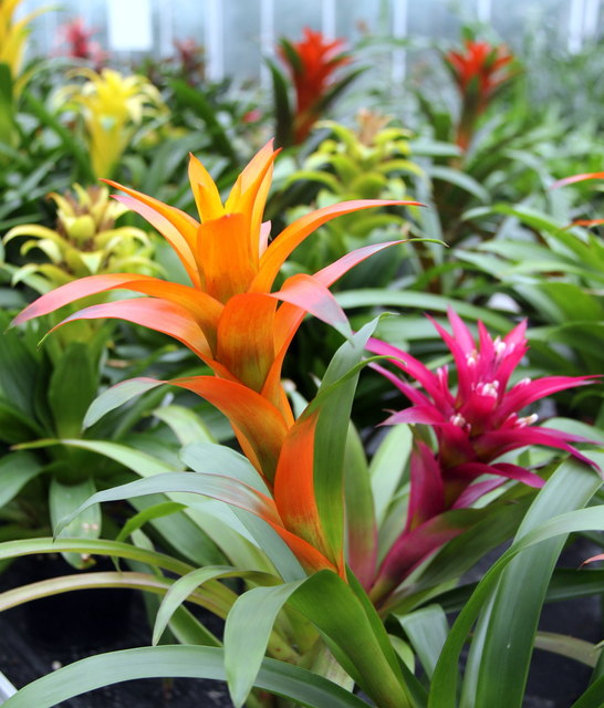 Bromeliads, Kew Gardens © Christine Matthews cc-by-sa/2.0 :: Geograph ...