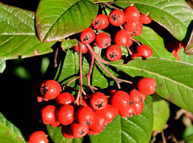 Cotoneaster berries, Belfast
