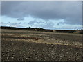 Chalky farmland near County Farm