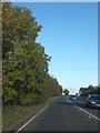 Autumn colour by the A512 near Moyles Court House