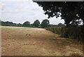 Footpath along the hedge