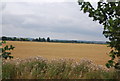 Wheat ripening