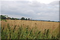 Wheat field