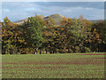 Planted field east of A68