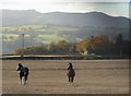 Ceffylau ger Groesffordd / Horses near Groesffordd