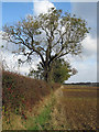 TA0120 : Hedgerow with Ash Trees by David Wright