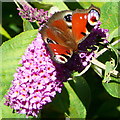 Butterfly and buddleia