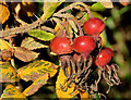 Rose hips, Hilden/Lambeg