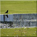 Carrion Crow (Corvus corone) on a flooded cricket pitch, Forfar