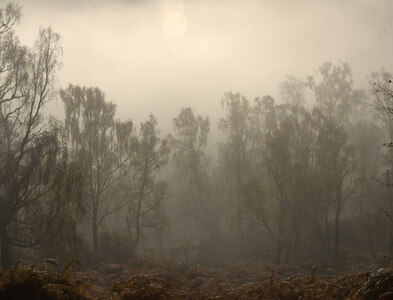 NH3740 : Misty birches, Glen Strathfarrar by Mike Pennington
