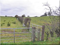 H5467 : Cooley Townland by Kenneth  Allen