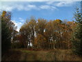NX7272 : More Autumn colour on Poundland Moor by Hugh Close