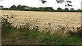 Harvested barley