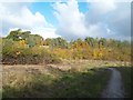 Autumnal Colours at Cutthorpe Common End